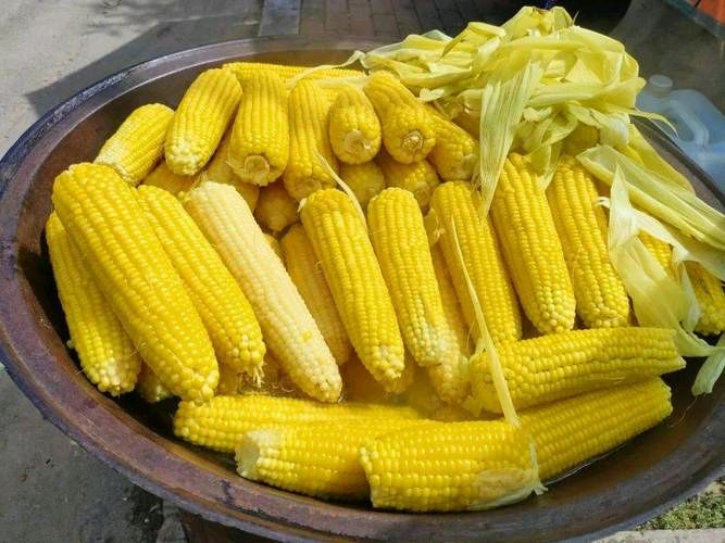 散文·情系玉米叶 作者：姚树学 朗诵：逯家驹（图8）