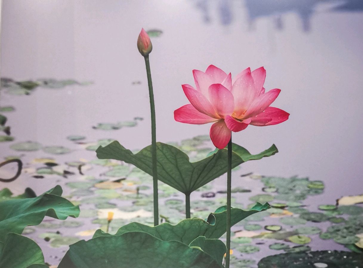 众诗书画友楹联欢乐唱∥中国桂林都市漓江诗书画社微刊总（第210期）（图7）