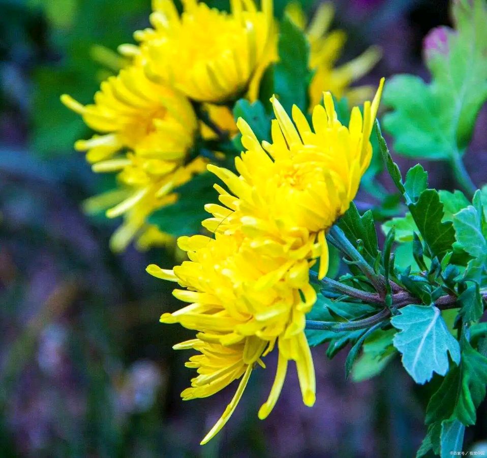 陈正的《如梦令 深秋赏菊》