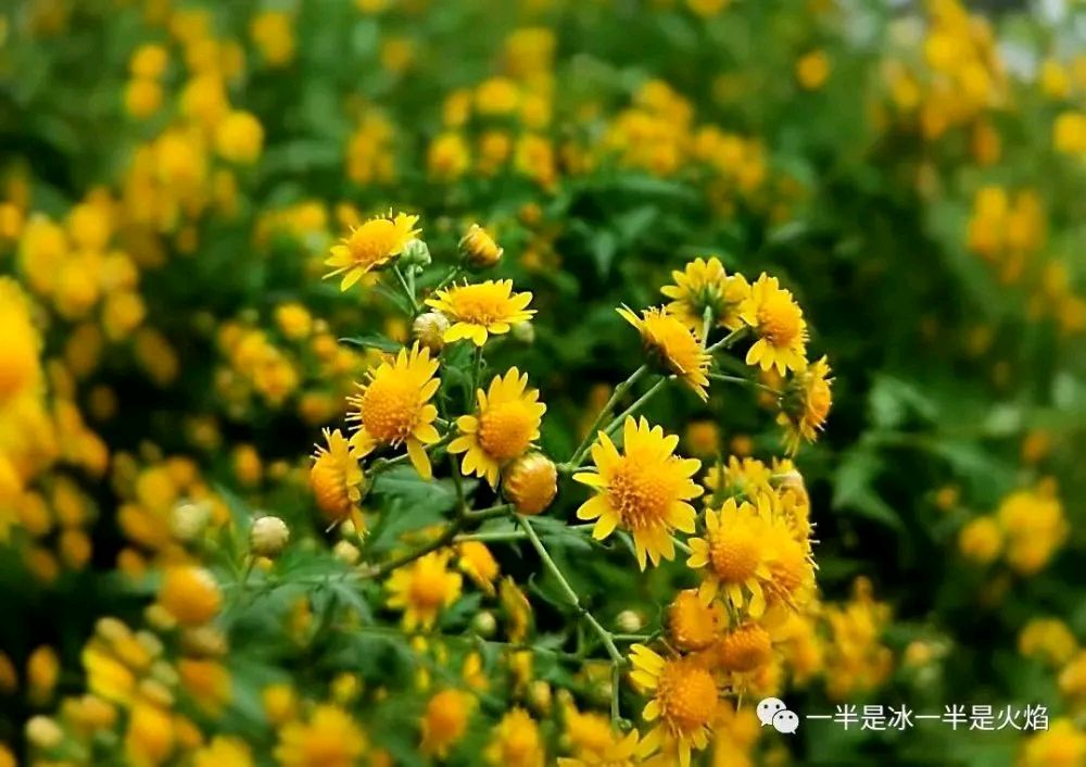 陈正的《卜算子 山菊花》