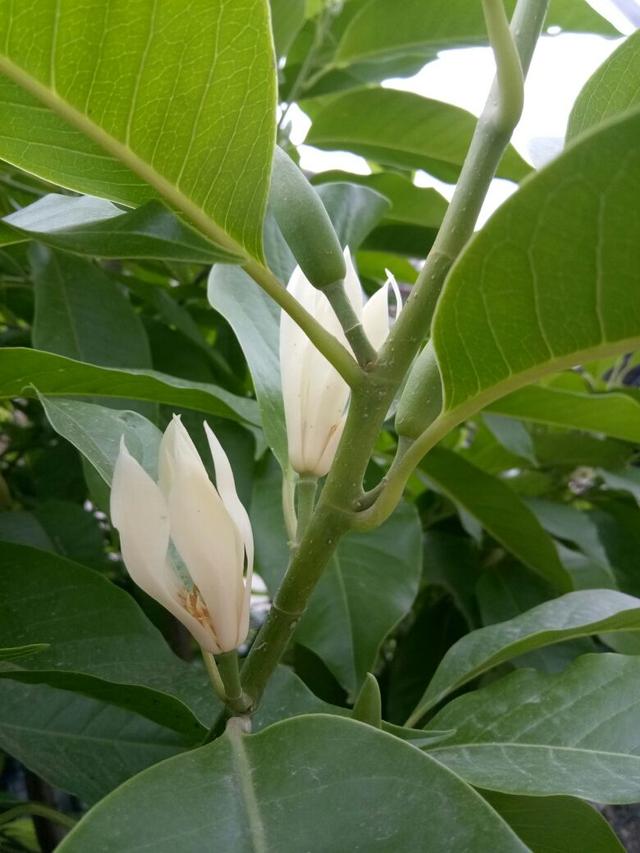 浣溪沙 . 白兰花（二首）文/江冲（图3）