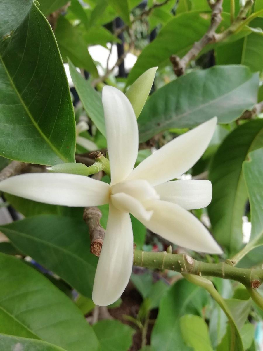 浣溪沙 . 白兰花（二首）文/江冲（图9）