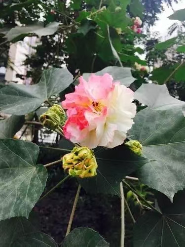 深秋写意/珍珠令·秋田（文/许碧霞）……莲叶之珠文学社