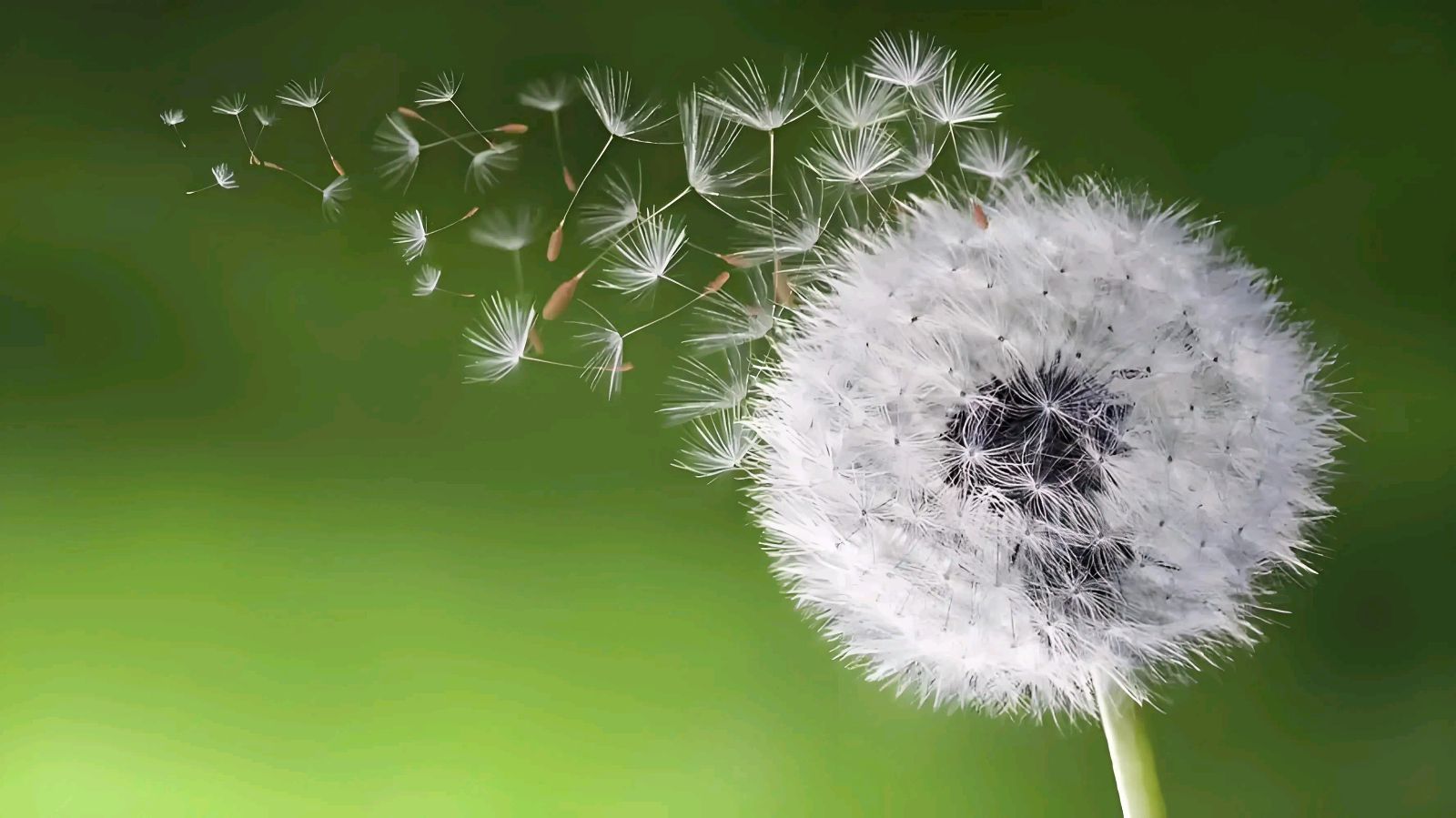推荐何桂军老师的散文《蒲公英》（图6）