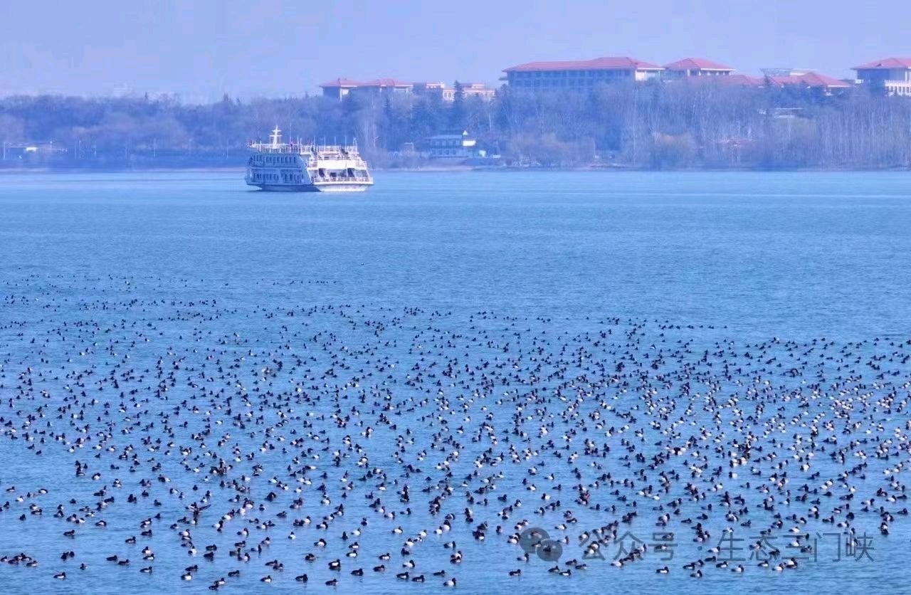 聆听 ‖ 杜丽峰朗诵《黄河岸边的鸽子🕊️》作者/黄赞高（图6）