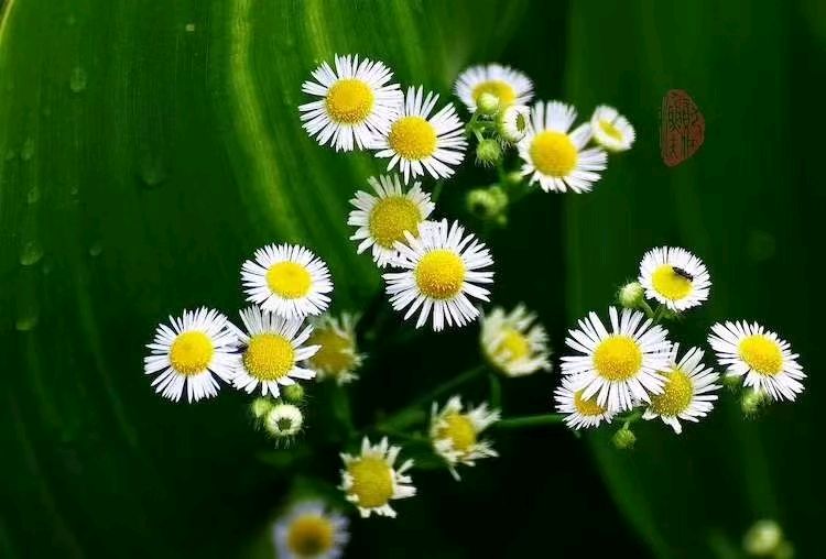【菊花诗词】作者.杨忠歧（图3）