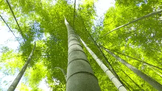 【神都诗社】第103期《咏竹》（图6）