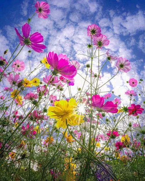荐赏:十月的格桑花// 作者:韩青//《诗歌万里行》截稿《诗收获》开始征稿（图5）