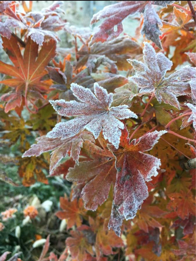 《霜降》文/杨子钦（图2）