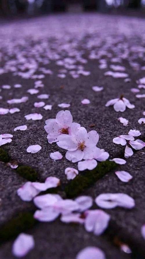 【枫林谷寄思和落花】两篇003作者·樊志刚（图3）