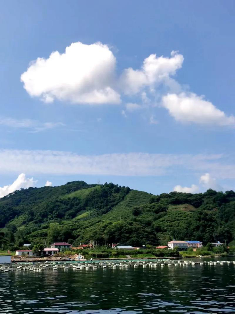 山谷幽兰倾情演绎骆驼草的佳作：泪水涌入鸭绿江｜海外头条（图6）