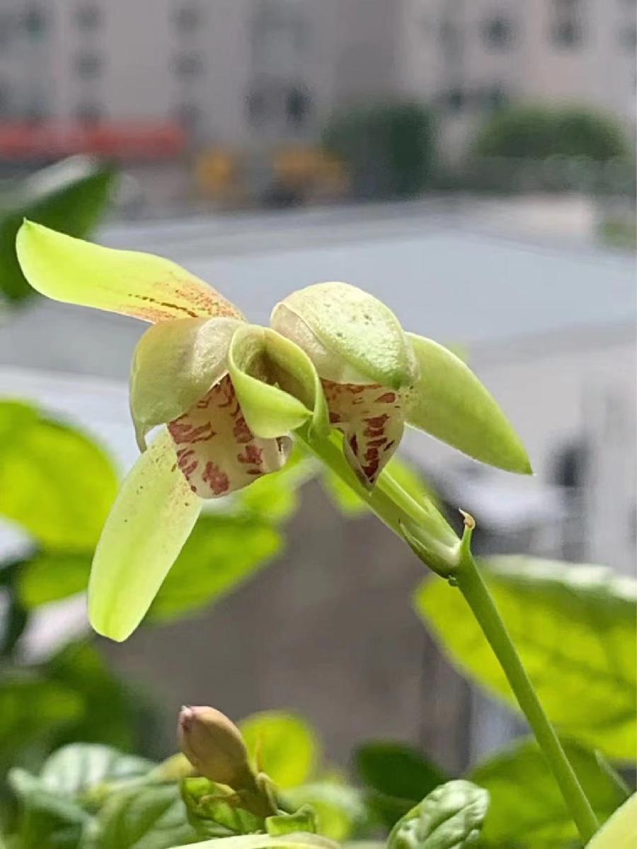 朱守平：《并蒂兰花赋》海外头条（图5）