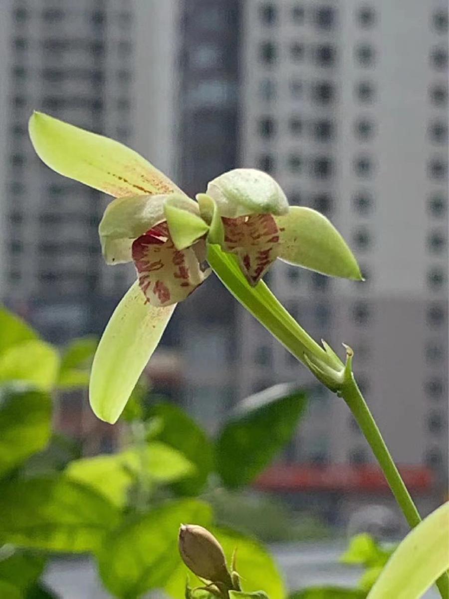 朱守平：《并蒂兰花赋》海外头条（图8）