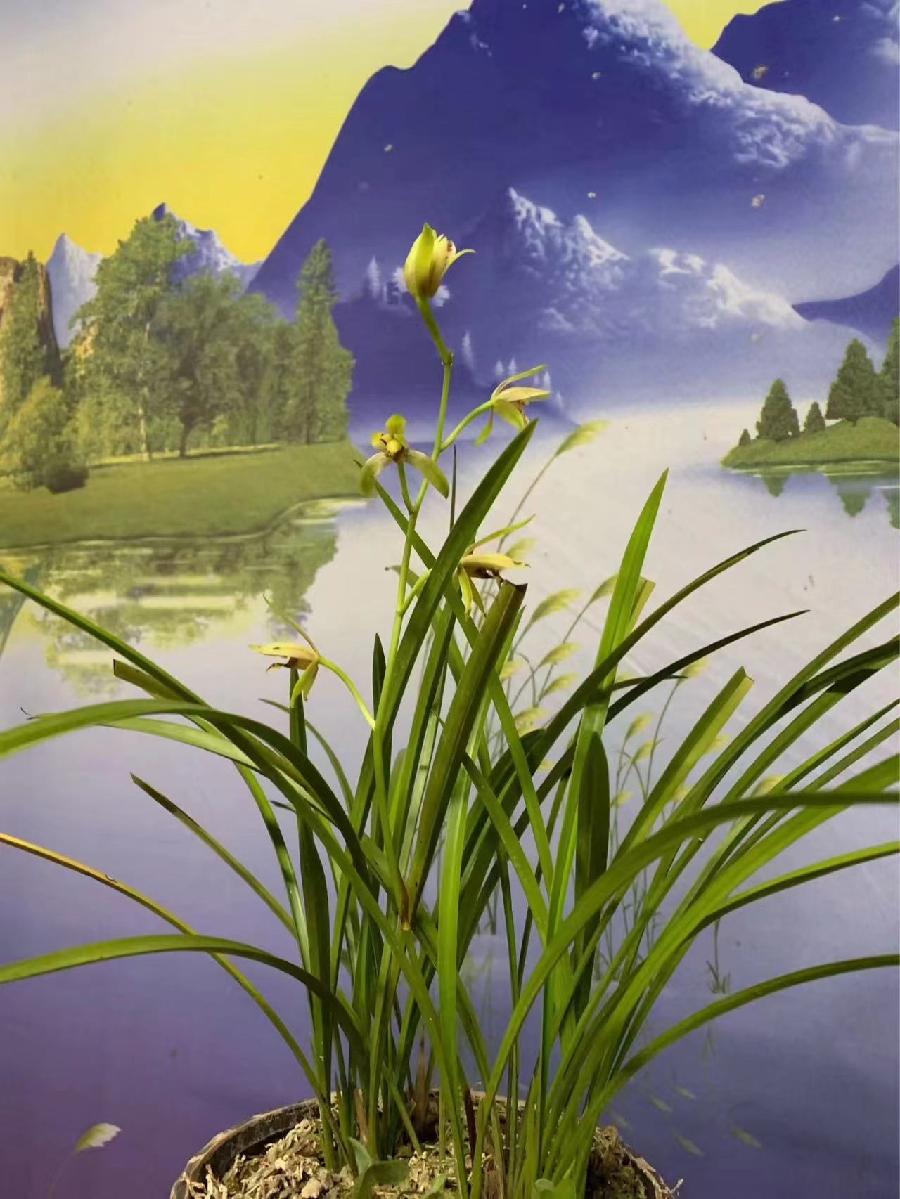 朱守平：《并蒂兰花赋》海外头条（图6）