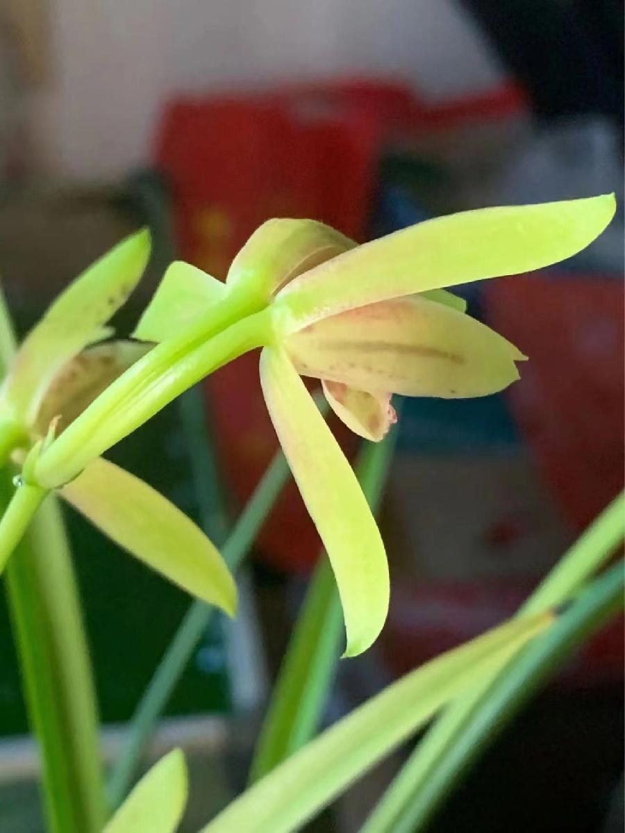 朱守平：《并蒂兰花赋》海外头条（图9）