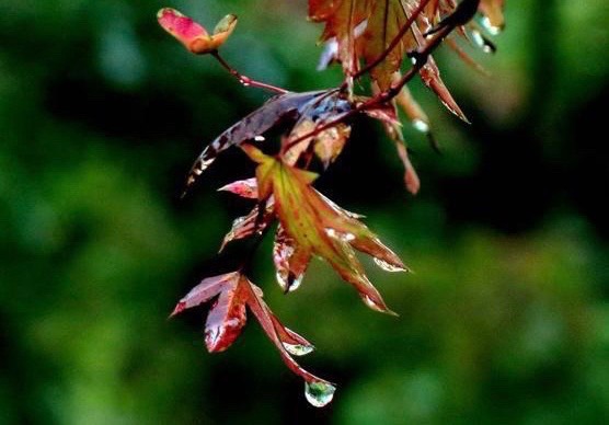 【新诗大观】秋雨绵绵||文/郭清晓（图2）