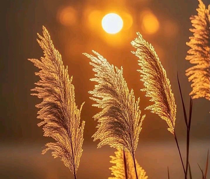 【新诗大观】无题（五首）||文/李志亮||诵/文嘉（图3）