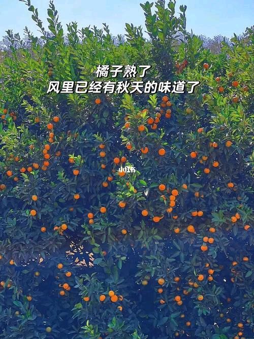 【经典推荐】游太空//七律•橘子熟了（图3）