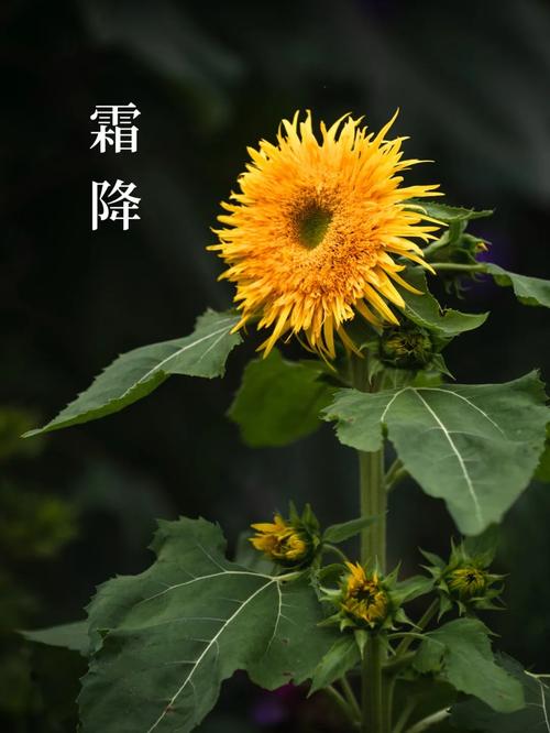 毛贻凤诗选:【章华集韵】和【三吟霜降】002期（图12）