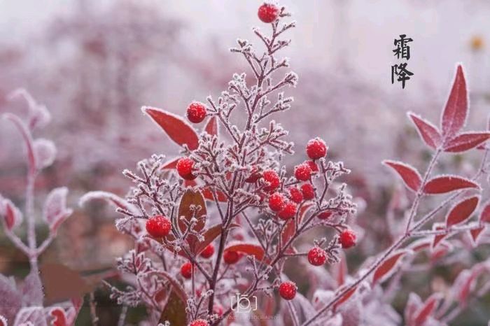 《许峰诗歌研究院》《甲辰霜降节气》专刊【总第249期】（图7）