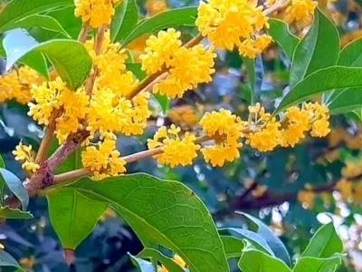 《许峰诗歌研究院》《甲辰霜降节气》专刊【总第249期】（图14）