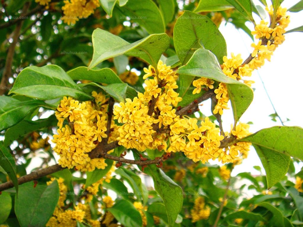 【荣耀中国】霜降挂花香作者/黄星耀（图2）