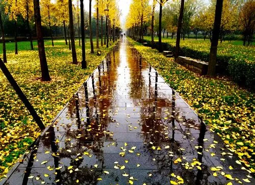 【新山东文学社】《秋风告诉我》作者/李延庄子 主播/海豚(图5)
