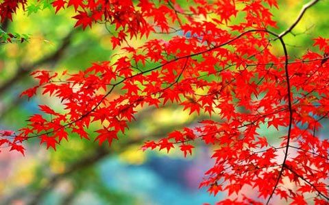 【新山东文学社】《枫叶寄情》作者/子兰 主播/苏宁(图5)