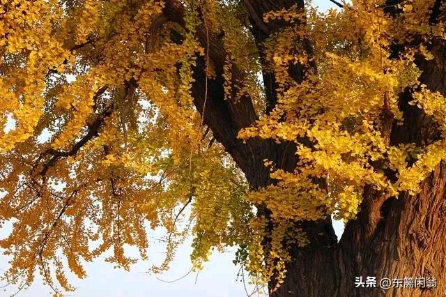 《现代诗刘文波现代古诗七律》作者:刘文波 [中国现代诗歌文化传媒]（图6）
