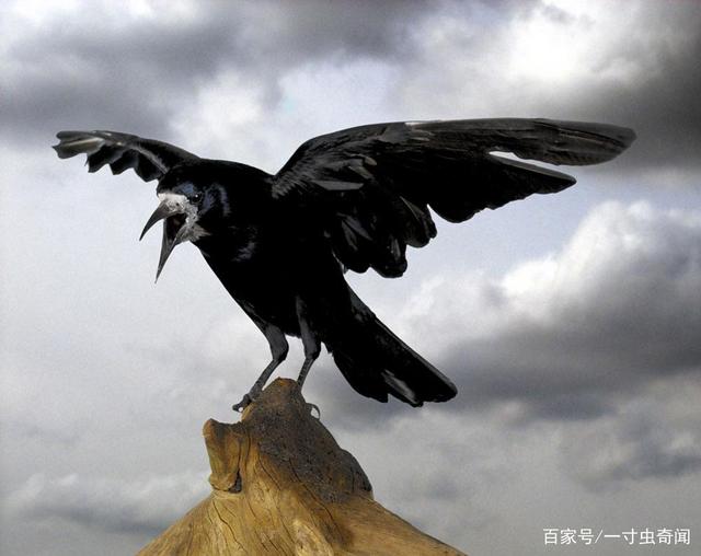 【疯老鸦】作者·莞尔（广西北海）（图4）