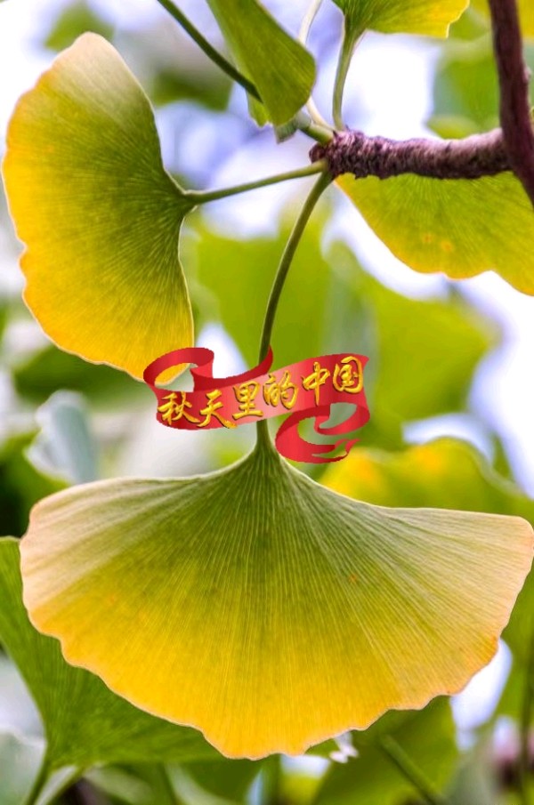 七律-银杏～诗||旗袍（图8）