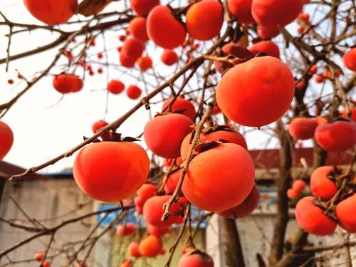 陕西作家孙旭升 《日闲杆之臭臭的银杏果》（图8）
