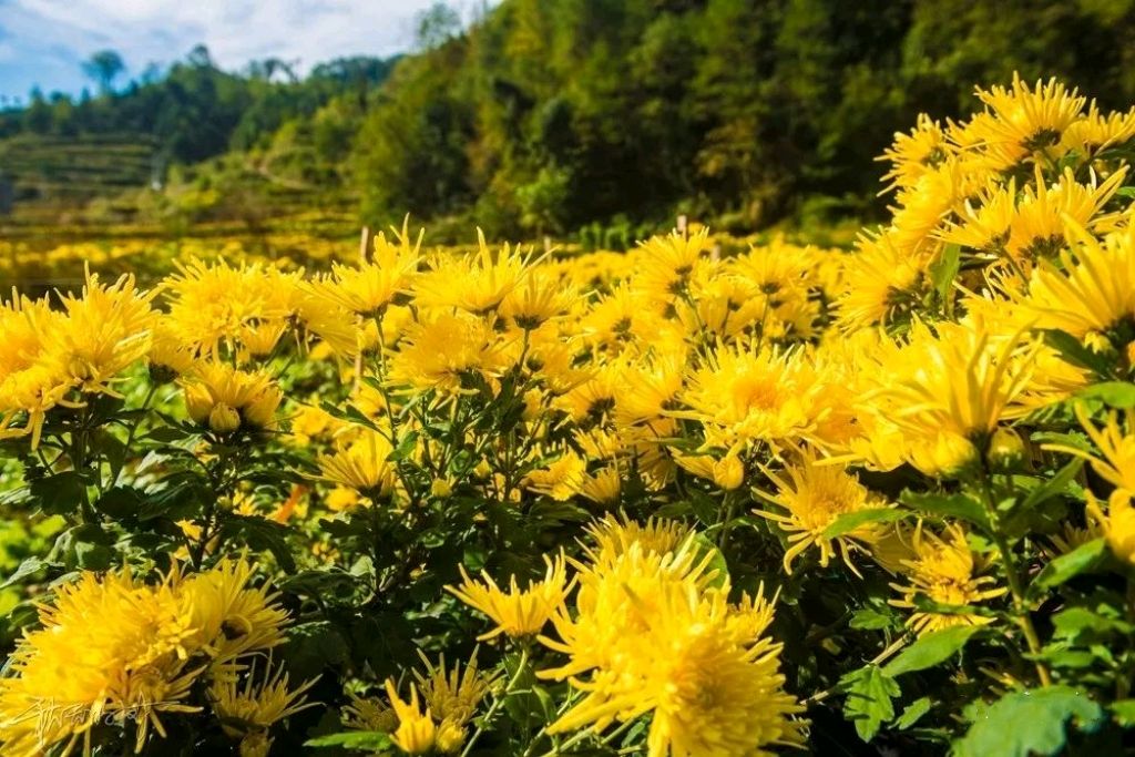 【明心文学】漂泊奇遇/黄菊花开了 主播/薇薇（图2）