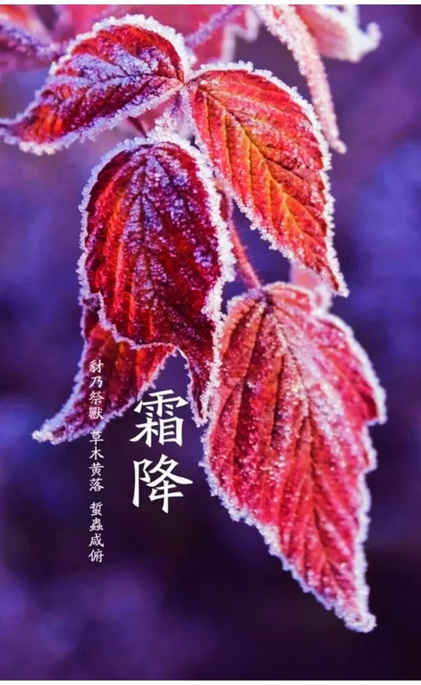 💖 题图微汉俳一组 - 霜降三候_作者 / 正大光明 ( 哈尔滨 ）京津沪头条