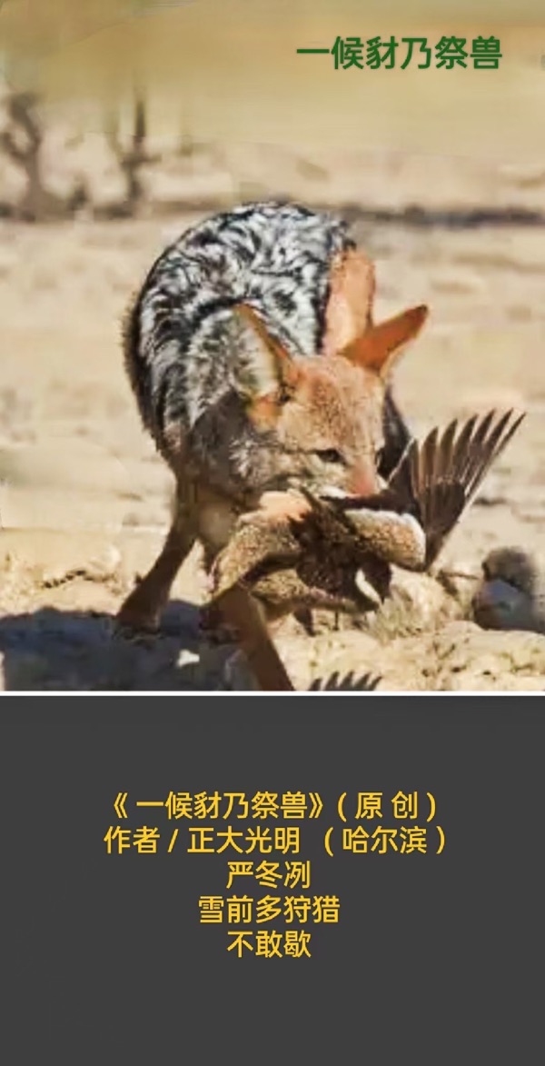 💖 题图微汉俳一组 - 霜降三候_作者 / 正大光明 ( 哈尔滨 ）京津沪头条（图2）