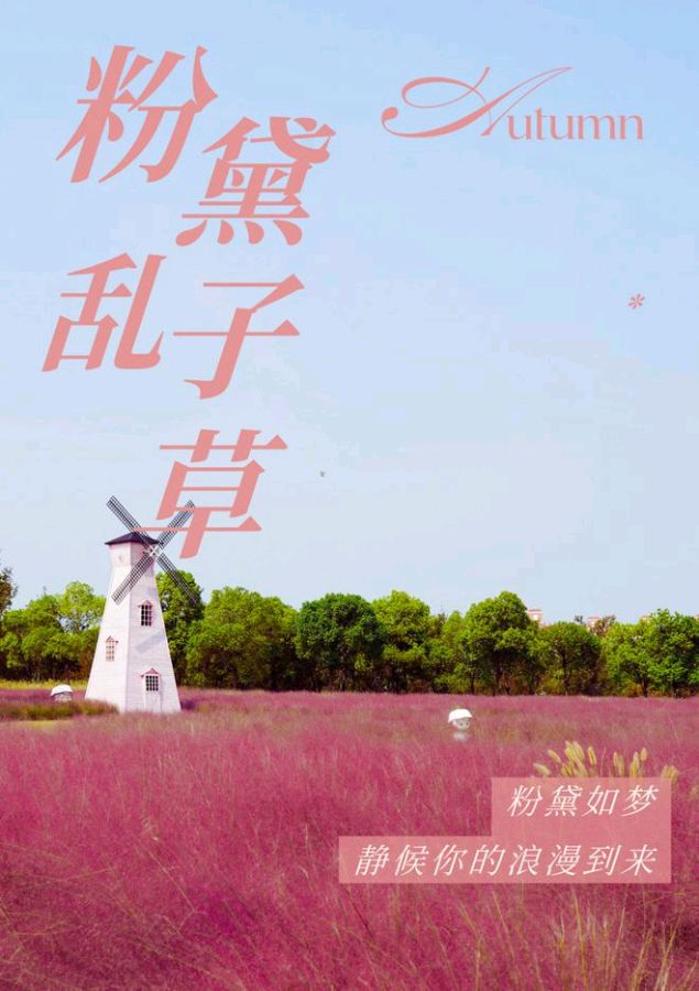 玉楼春-粉黛乱子草～词||紫色梦幻（图9）