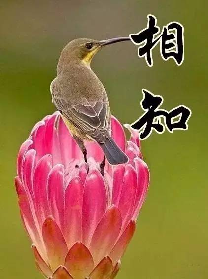 《感悟十首》作者:思凡 [中国现代诗歌文化传媒]（图15）