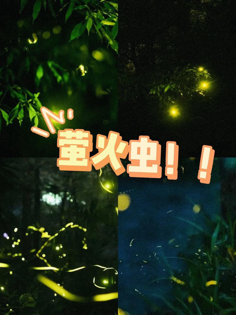 华万里：《萤火虫》海外头条（图5）