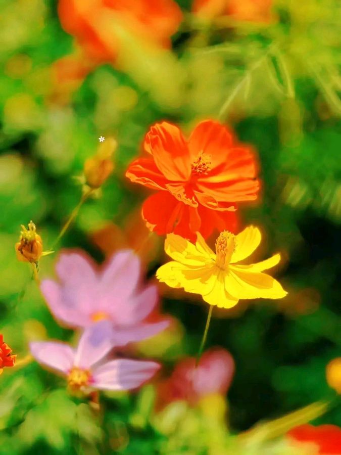 七律·秋日圆明园格桑花（通韵）李福荣（图4）