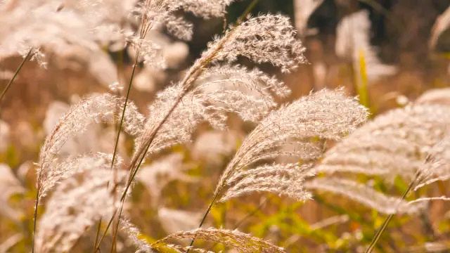 七绝.怜芦花.平水韵 七绝.怜荷花.中华通韵文/陈更新（图3）