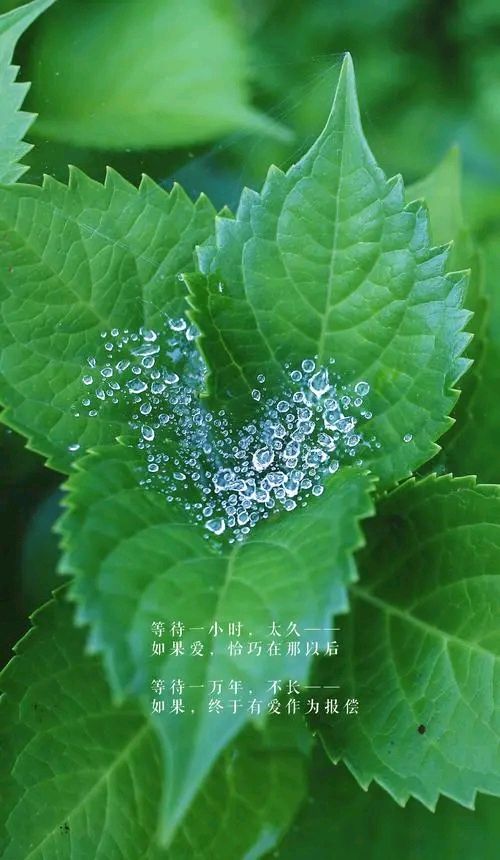 秋叶～诗||王法林（图18）
