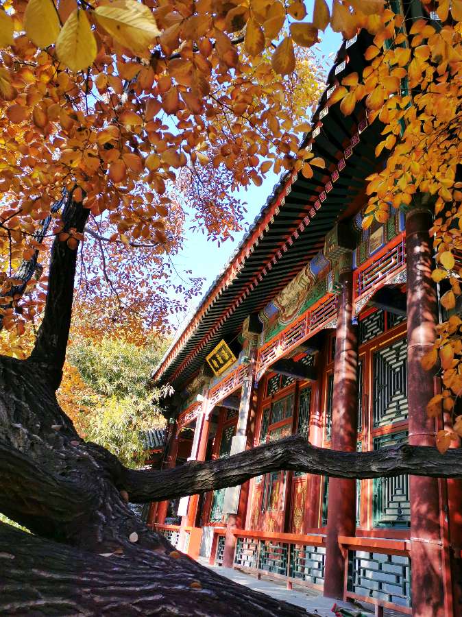 聆听 ‖ 祥玉朗诵《年轮》作者/王大生（图4）