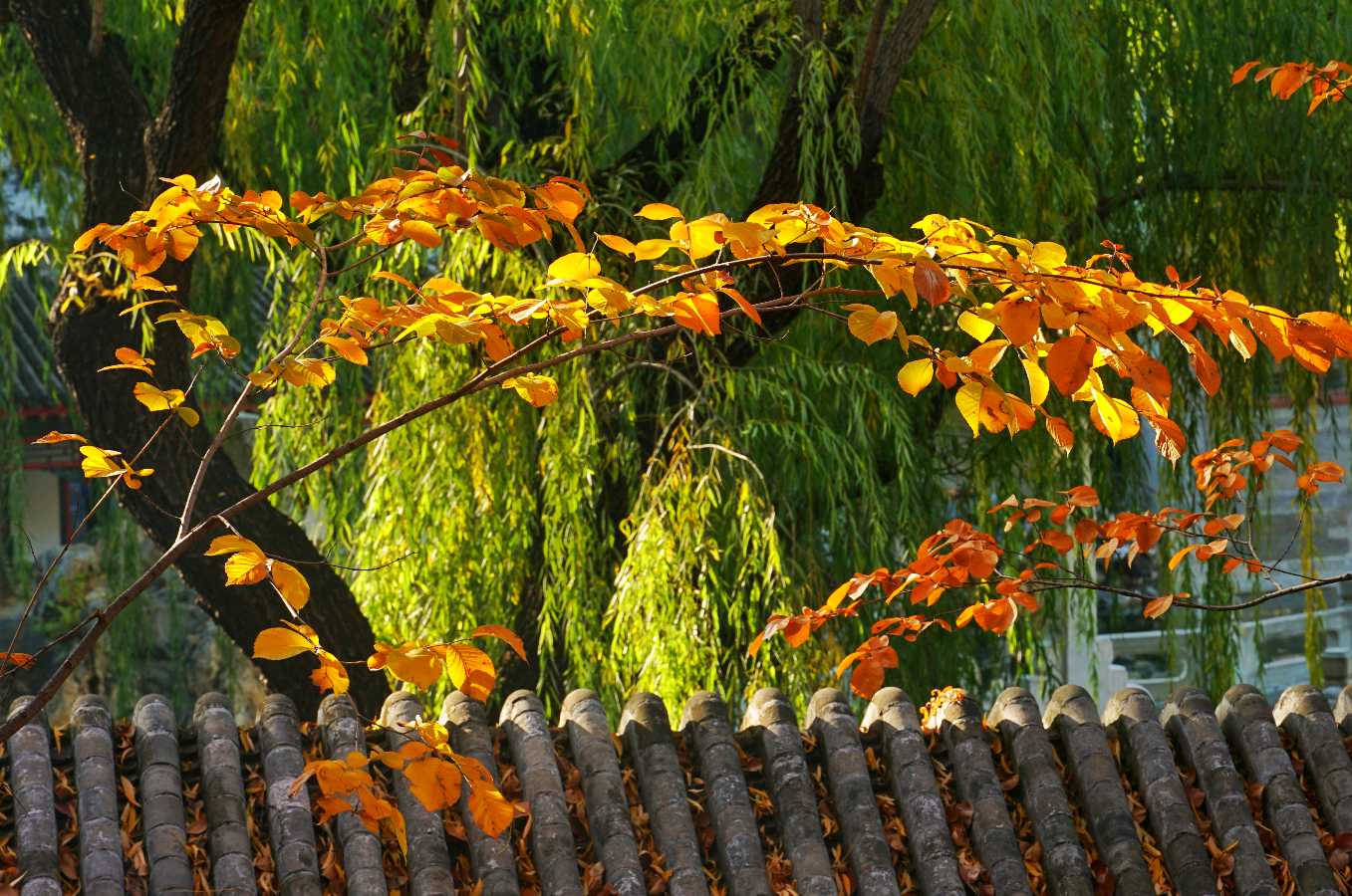 聆听 ‖ 祥玉朗诵《年轮》作者/王大生（图8）