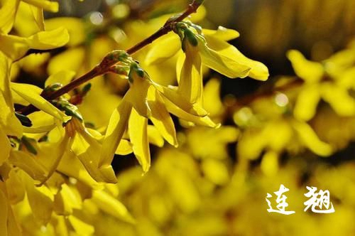 【海外诗译】精品双语雅辑《云横秦岭双语雅辑》展播（三）作者｜云横秦岭、英译｜中权（图20）