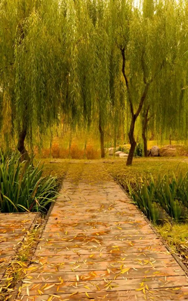 暮秋～诗||吴永良（图9）