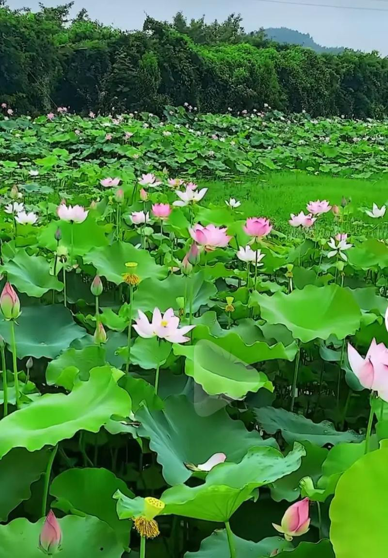 未满：《种荷去》海外头条（图5）