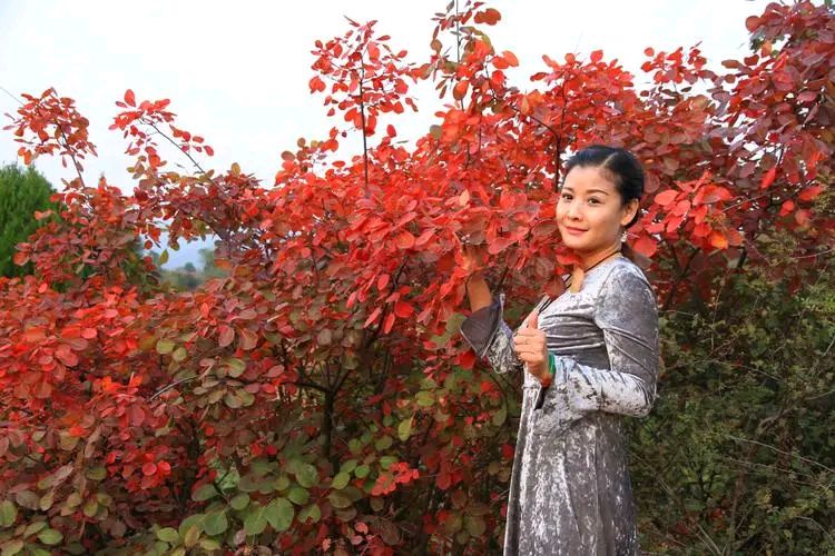 五律-红叶醉晚秋（组合）诗||于兴庆（图18）