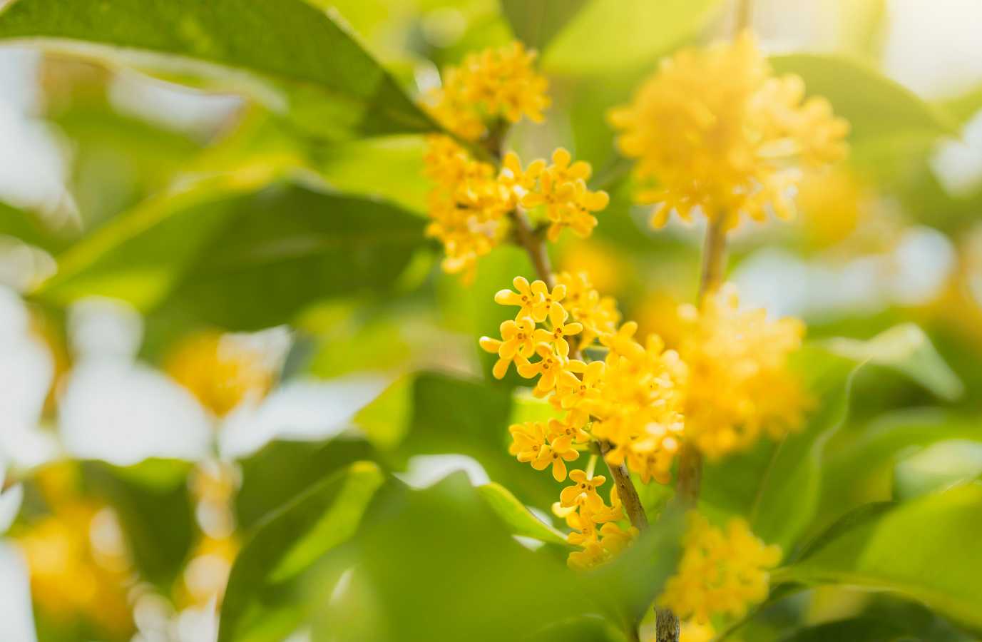 七律《桂花灵魂》（外三首）作者/郝玫