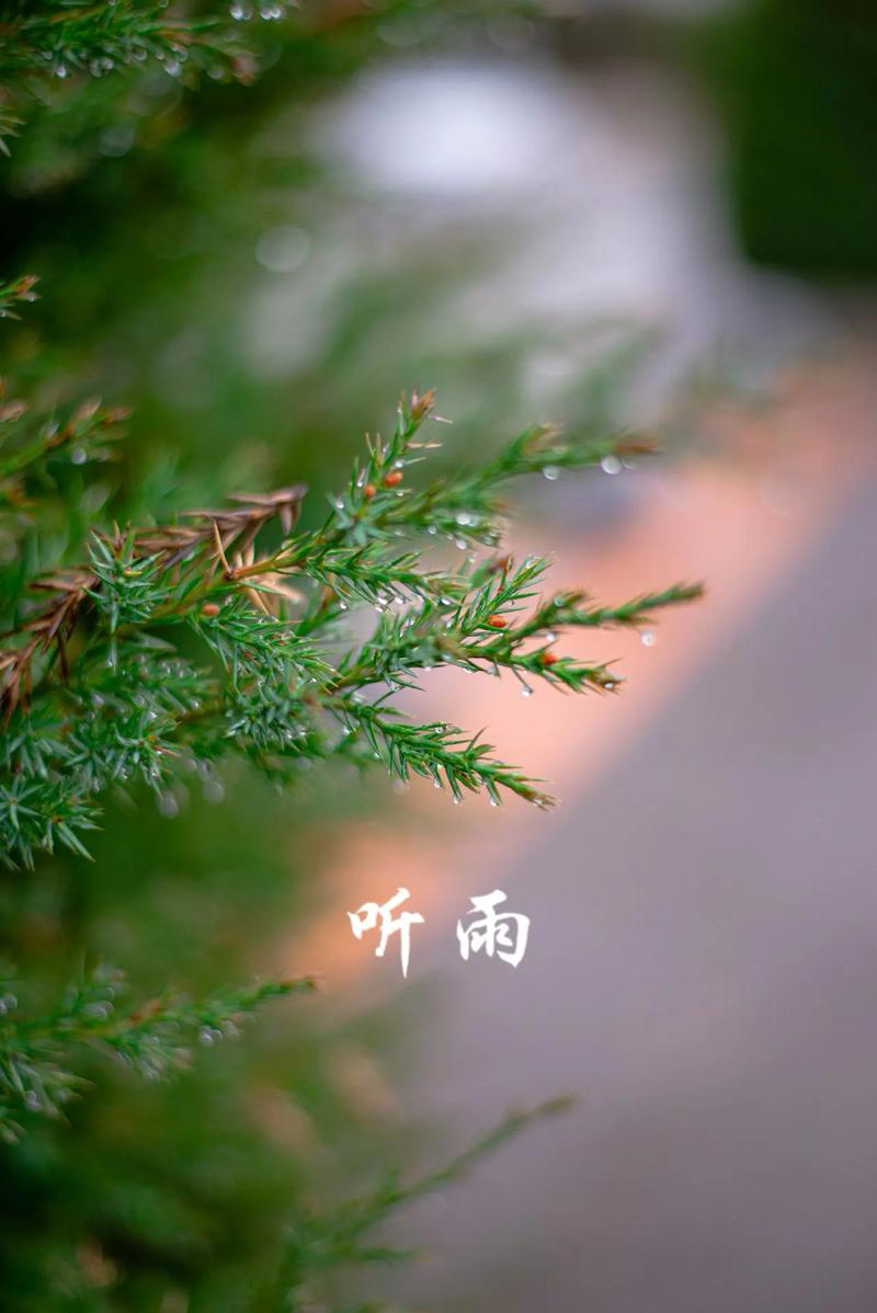 叶冰：《听雨》海外头条（图5）