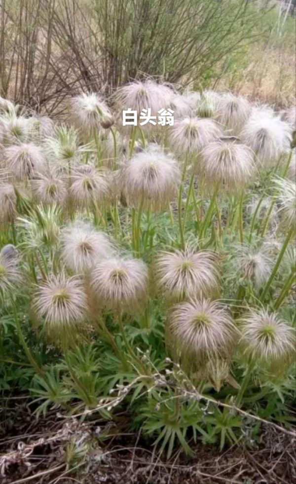 杨天鹏诗歌专辑001期（图3）